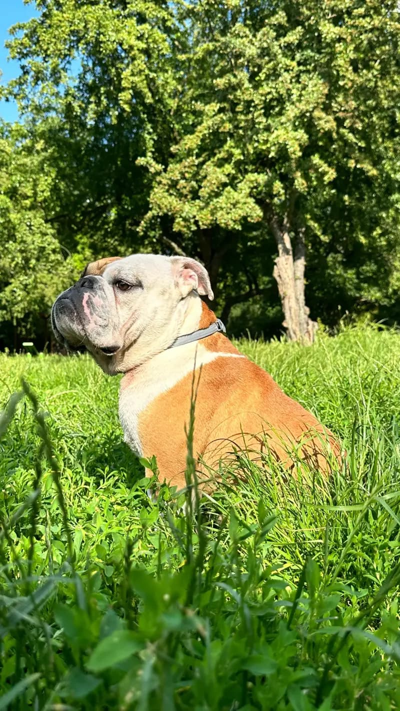 Profil uroczego buldoga angielskiego, psa Mateusza Sobczyka.